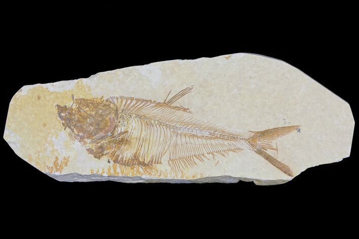 Detailed, Diplomystus Fossil Fish - Wyoming #79981